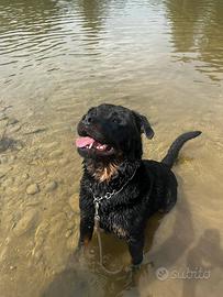 Rottweiler disponibile per monta