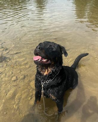 Rottweiler disponibile per monta
