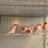 Cardellini , cardinalini, canarini