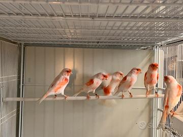 Cardellini , cardinalini, canarini