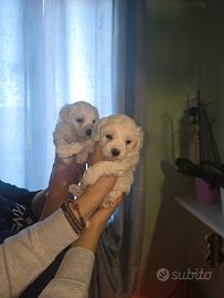 Cuccioli di Maltese