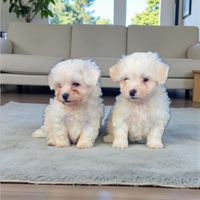 Maltese toy
