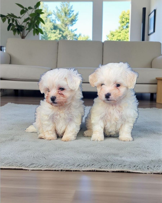 Maltese toy