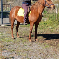 Cavalla