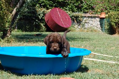 Cuccioli labrador chocolate