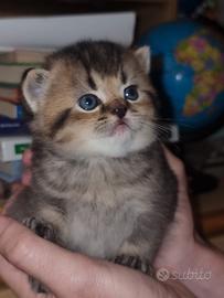 Gattini British shorthair