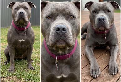 Pitbull Blue Nose 0