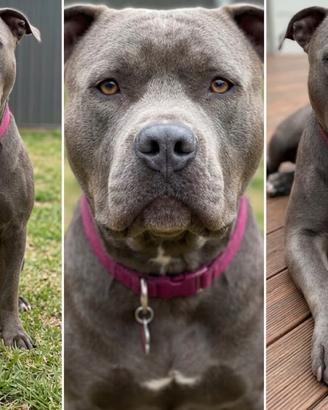 Pitbull Blue Nose 0