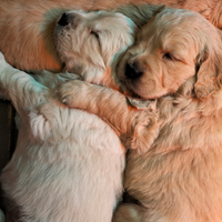 Golden retriever cuccioli