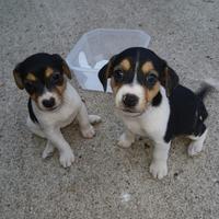 Cucciole di Jack Russell 3 colori - zampa corta