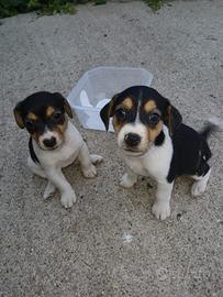Cucciole di Jack Russell 3 colori - zampa corta