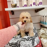 Barboncino Toy Femminuccia