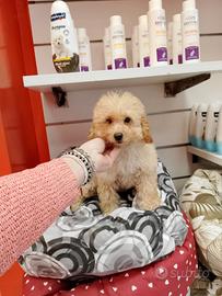 Barboncino Toy Femminuccia