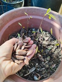 100 Semi Asimina Triloba (Banano di Montagna) 