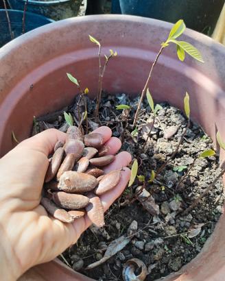 100 Semi Asimina Triloba (Banano di Montagna) 