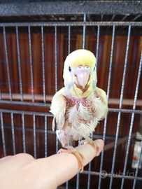 Cocorito allevato a mano