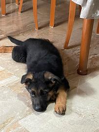 Cucciolo di Pastore Tedesco (Femmina)