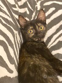 Gattini gattina