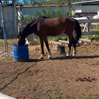 Cavallo per passeggiate
