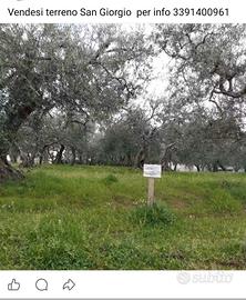 Oliveto