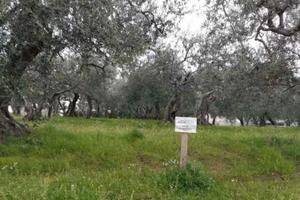 Oliveto