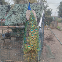 Pavone comune portatore bianco