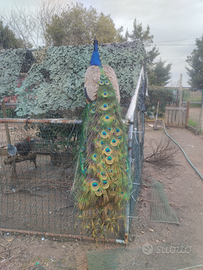 Pavone comune portatore bianco