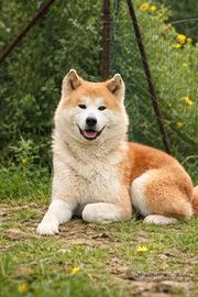 Akita inu giapponese