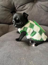 Chihuahua nero lucido pelo raso