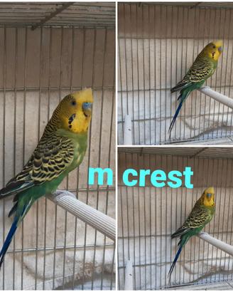 Cocorite m crest
