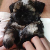 Vendita cucciolo di shih-tzu