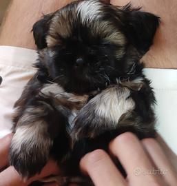 Vendita cucciolo di shih-tzu