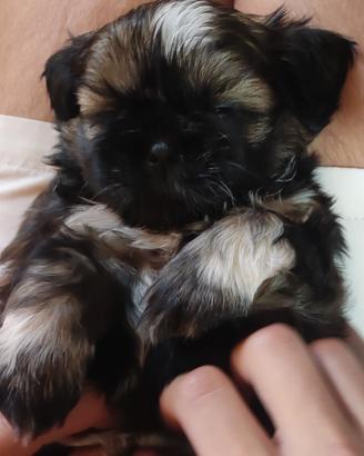 Vendita cucciolo di shih-tzu