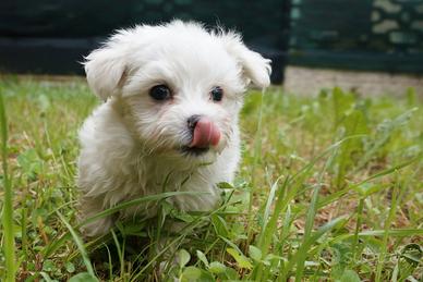 Kinder maschio maltese toy