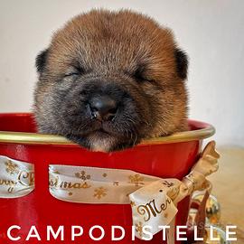 PREZIOSA: cucciolo di SHIBA INU pedigree ENCI