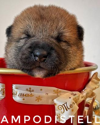 PREZIOSA: cucciolo di SHIBA INU pedigree ENCI