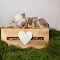 Bull terrier miniature