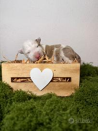 Bull terrier miniature