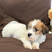 Cuccioli Jack Russel