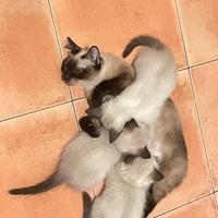 Cuccioli siamesi