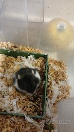 Criceti russo nero mutazione panda