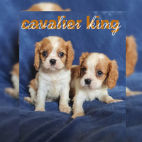 Cavalier king