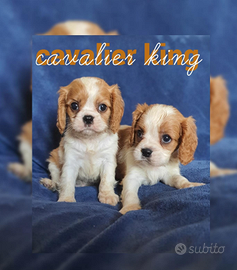 Cavalier king