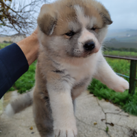 Cucciolo Akita inu