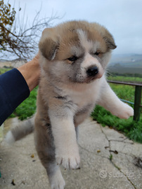 Cucciolo Akita inu