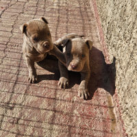 Disponibili due cuccioli di Pitbull rednouse