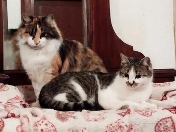 Tati e Mirta, adozione di coppia