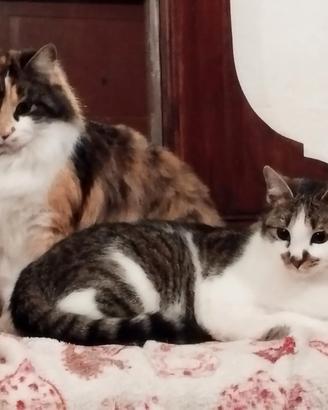 Tati e Mirta, adozione di coppia