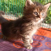 Cucciola Maine Coon con pedigree genealogia russa