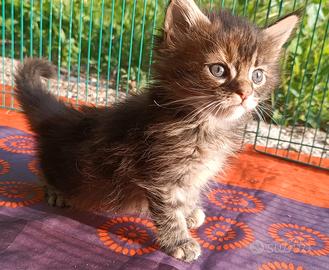Cucciola Maine Coon con pedigree genealogia russa